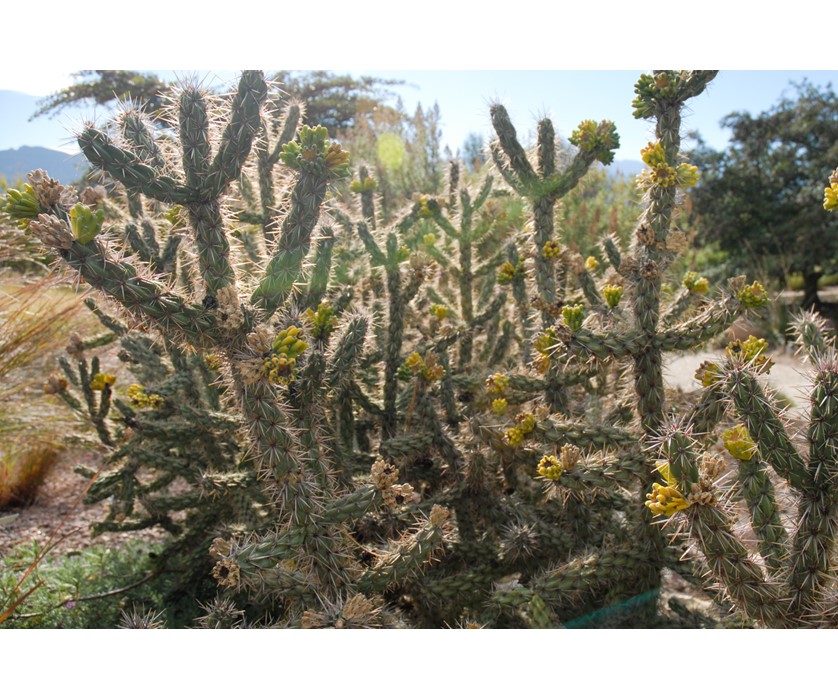 Cholla